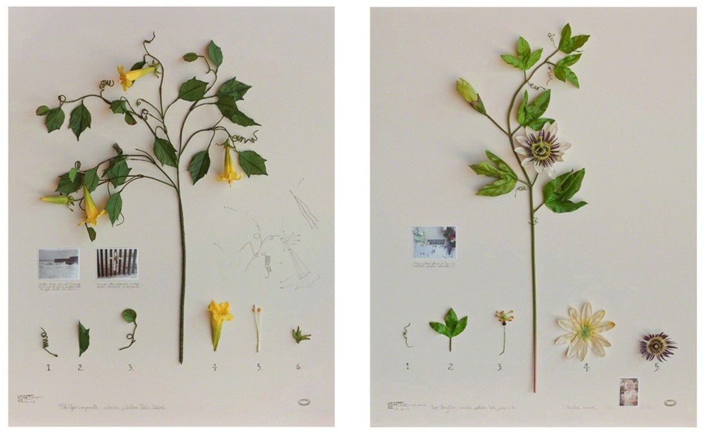 Alberto Baraya - Herbarium
