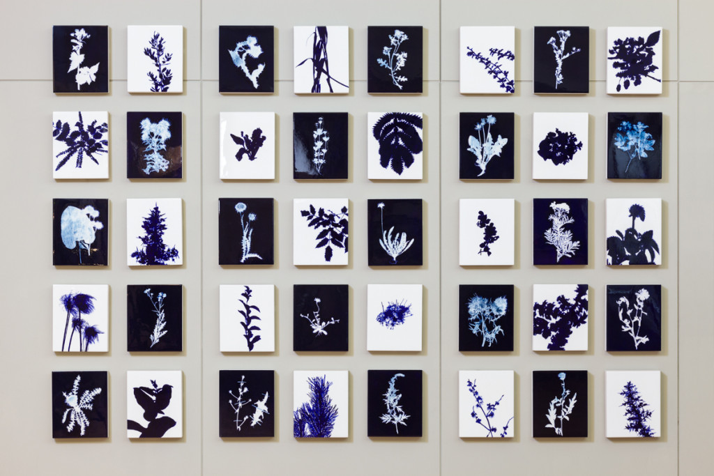 Edward Chell, installed artworks at the Horniman Museum, September 2015 Invasive species