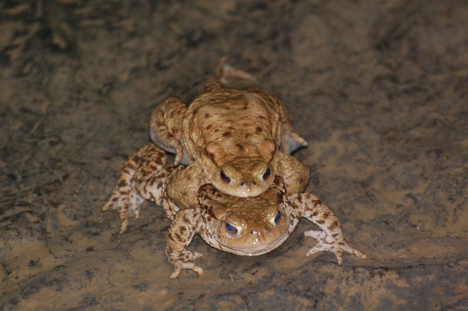 Toads breeding