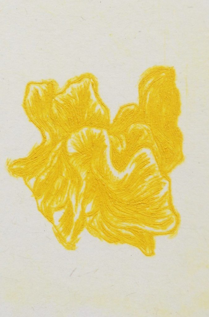 yellow brain fungus drypoint (3)