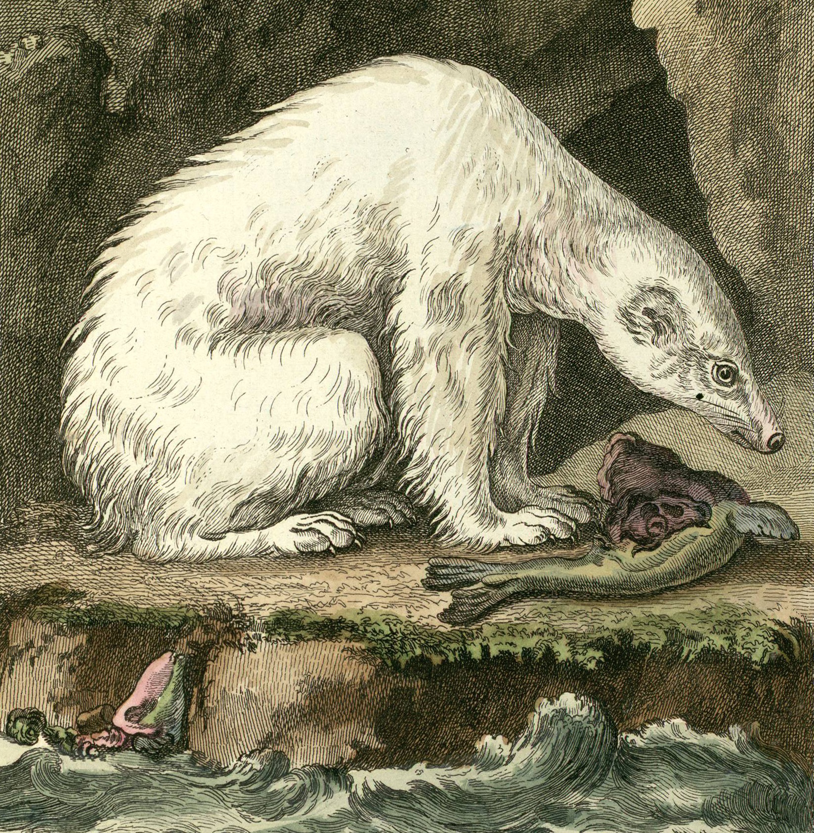 Darwin’s Polar Bear