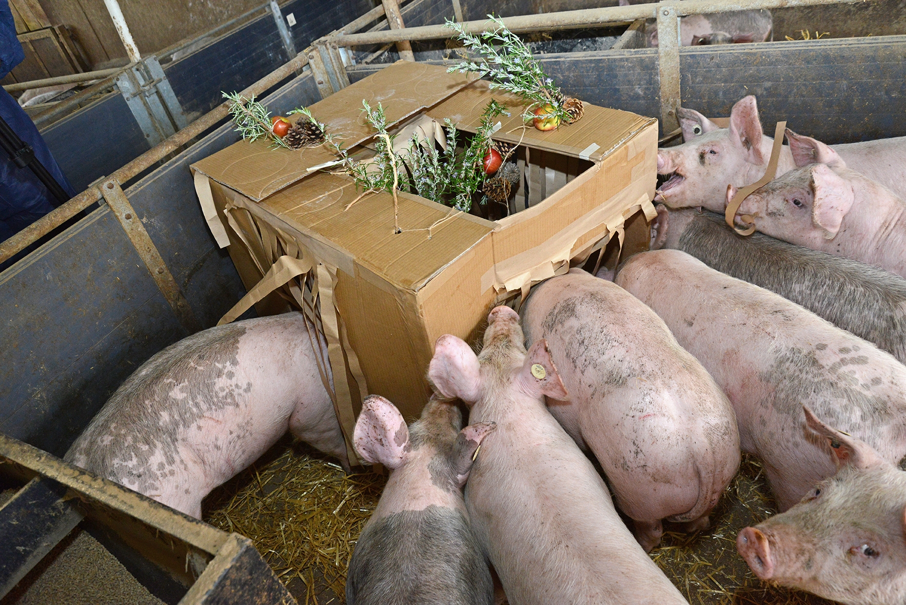 VIDEO: Pigs at Play